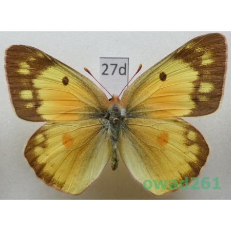 Colias eurytheme Boisduval, 1852 female USA27d